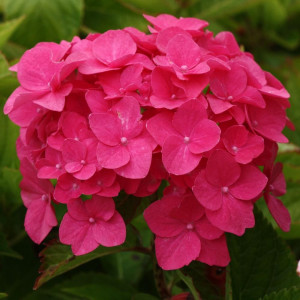 Саженцы Гортензия Мэджикал Пинк Руби (MAGICAL PINK RUBY)