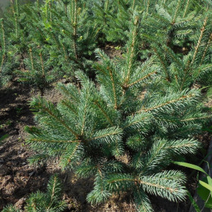 Саженцы Комплект 5шт / Ель Голубая Мисти Блу 40-60 см
