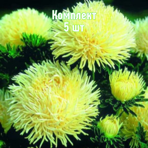 Саженцы Комплект 5шт / Астра Золотая